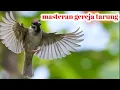 Download Lagu masteran gereja tarung !! terapi air mengalir