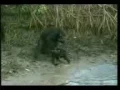 Download Lagu Les animaux de la jungle