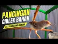 Download Lagu CIBLEK SEMI GACOR VARIASI COCOK UNTUK PIKAT BURUNG CIBLEK DAN PANCINGAN CIBLEK BAHAN