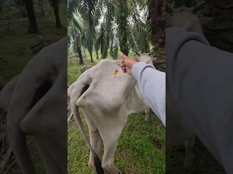 Penyuntikan vitamin pada sapi babon kurus #shorts #animals #cow
