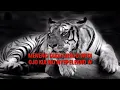Download Lagu Story WA macan putih (jangan pernah meremehkan orang lain)