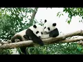 Giant pandas no longer considered endangered