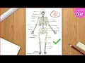 skeletal system Diagram drawing CBSE easy way draw Human anatomy - Step by step for beginners
