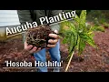 Download Lagu Een 'Hosoba Hoshifu' Aucuba planten - Geweldige schaduwkleur