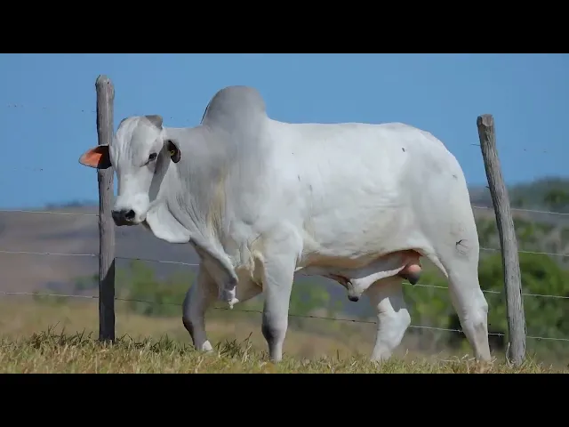 Touro Nelore SABZ - 147