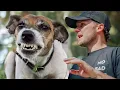 Everything You Need To Know About Dog Reactivity
