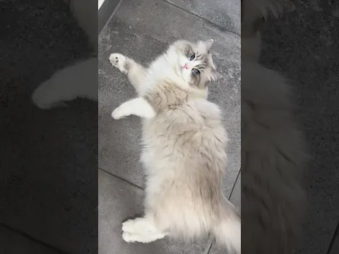 toc toc cat