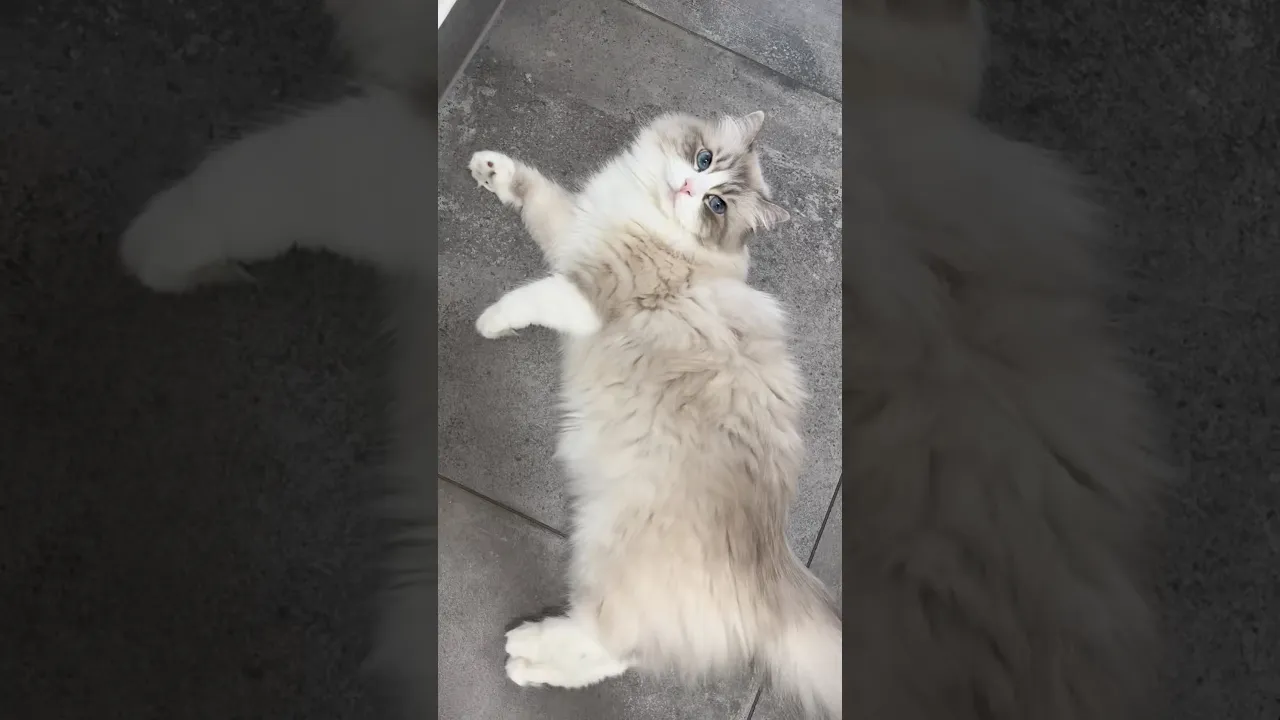 toc toc cat