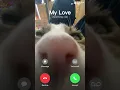 Download Lagu Cat iPhone ringtone remix