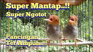 prenjak gacor mantap suara melengking ampuh buat pancingan prenjak bahan