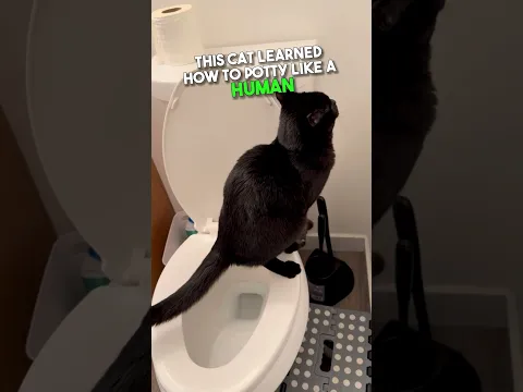 Cat Uses the Restroom Like a Human 😳