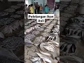 Download Lagu BEGINI CARA LELANG IKAN DI PELELANGAN !