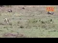 ‏أجيبك ياحلو للدرب قلت لك أجيبك🐆🦌حالات واتس اب