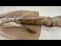 Virtual Squid Dissection - External Internal Structure Function