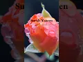 Download Lagu Surah yaseen#short#islam#quran#trendingshorts#tilawt#viral@obaida muafaq