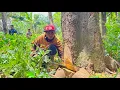 Download Lagu UNEXPECTED LUCK!! Cutting Down a Dried Jackfruit Tree in a Remote Village.
