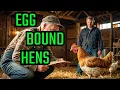 How to Diagnose Prevent Save Your EGG BOUND Hens
