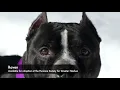 Meet Raven
