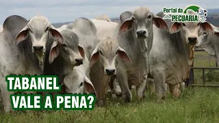 Tabanel vale a pena?