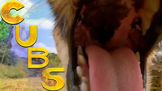 Cheetah Cubs Shango Jengo & Storm 10 Months | Cats Feed Play Interact At Breeding & Rewilding Center