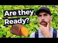 HOW DO YOU KNOW WHEN SWEET POTATOES ARE READY TO HARVEST