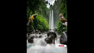 Download masteran cililin vs cungkok di sertai gemericiknya air. MP3