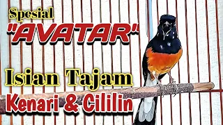 masteran spesial murai batu avatar perangsang fighter agar bongkar isian