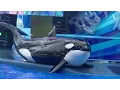 Download Lagu Malia lands on Trua - Aug 15 2015 - SeaWorld Orlando