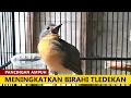 Download Lagu Suara Tledekan gunung BETINA memanggil jantan ‼️ PIKAT Burung Sulingan Bakau Agar Cepat BIRAHI GACOR