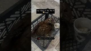 باچشم های قشنگش ازم کمک میخواد  غذا رسانی  کمک  گربه  هاپو  نزهه  البرزخ  حق زندگی   دندنها