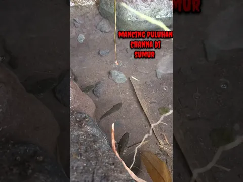 MANCING PULUHAN CHANNA DI SUMUR - IKAN CHANNA #shorts #channa #limbata #viral