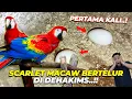 Download Lagu EXCITED BANGET..!! SCARLET MACAW BERTELUR DI DEHAKIMS..! HAPPY BANGET GW