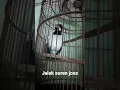 Download Lagu jalak suren isian kenari joos