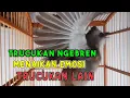Download Lagu Trucuk ngebren cocok untuk menaikan emosi trucuk lain, pasti langsung nyaut