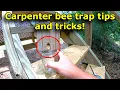 Carpenter bee trap tips and tricks Things I wish I had known