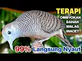 Perkutut Lokal Gacor Suara Paling Ampuh Untuk Pancingan Burung Perkutut Agar Bunyi.