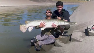 Alligator Gar Houston s Best Kept Secret