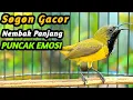 Download Lagu PANCINGAN SOGON GACOR NGKLEPER, SUARA BURUNG SOGON BIKIN NGAMUK SOGON TROTOL METALIK EMOSI #86