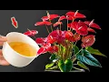 Download Lagu Just Pour Once! Any Anthurium Will Bud And Bloom Overnight!