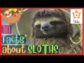 SLOTHS for Kids 10 interesting facts about SLOTHS