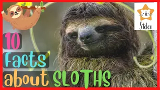 SLOTHS for Kids 10 interesting facts about SLOTHS