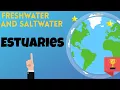 What is an estuary