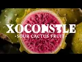 Xoconostle The Sour Cactus Fruit with Ancient Roots and Modern Superfood Power
