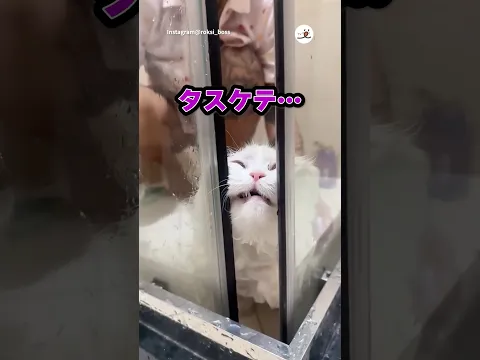 お尻が汚れたので洗われる猫｜PECO