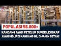 Lagu Kandang Ayam Petelur SUPER LENGKAP! Semua Komponen CANGGIH \u0026 OTOMATIS!