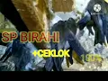 SP SEMI CEKLOK I BIRAHI FULL