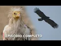 Download Lagu Como essas aves de rapina sobrevivem em regiões extremas? | Inferno Árabe 105