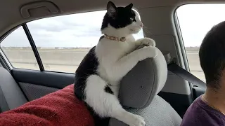 Funniest Cats of The Year 2025