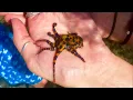 Women Unwittingly Take Photos Holding Deadly Octopus