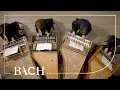 Download Lagu Bach - Concert in a klein BWV 1065 | Nederlandse Bachvereniging